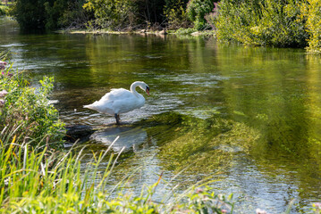 Tufton Hampshire England UK. 09.08.2025. The River Test famous chalk stream known for trout fishing...