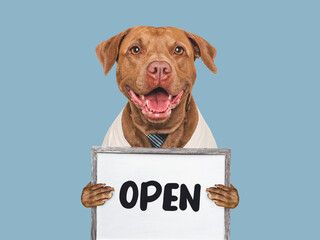 Cute dog and signboard with inscription OPEN. Closeup, isolated background. Studio shot, day light....