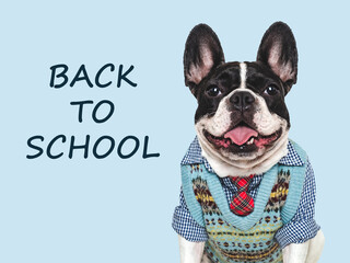 Back to school. Cute puppy, vest and red tie. Close-up, isolated background. Studio shot, day...