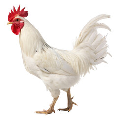 Fototapeta premium White rooster standing proudly isolated on transparent background