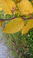 Makroaufnahme eines leuchtend gelben Herbstblattes an einem Zweig, klare Struktur und Farbverläufe sichtbar
