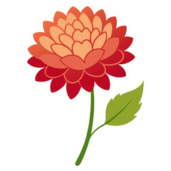 dahlia flower isolated on white