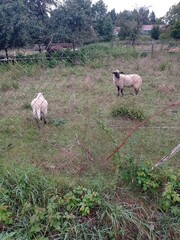 Mehrere Schafe hinter Maschendrahtzaun auf grüner Weide.