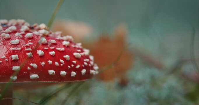 Amanita muscaria, commonly known as the fly agaric or fly amanita In Autumn Forest In Belarus. Mushroom In Autumn Forest In Europe