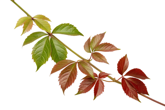 A branch of Virginia creeper with vibrant leaves changing from green to red during autumn. Detailed botanical closeup isolated on a white background.