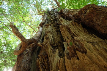 春の熊野古道。日本の古き道の景色。
Kumano Kodo. Japanese ancient pilgrimages trails,world heritage, Japan. 
