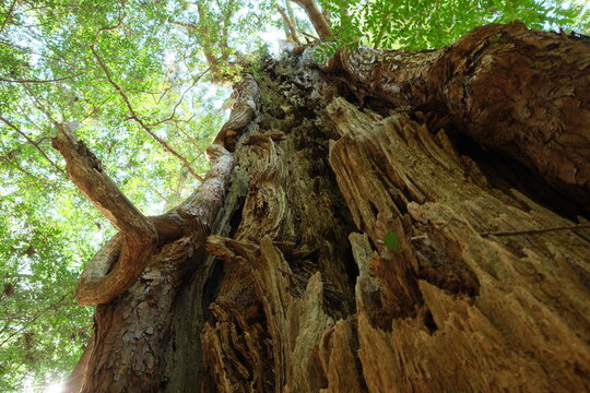 春の熊野古道。日本の古き道の景色。
Kumano Kodo. Japanese ancient pilgrimages trails,world heritage, Japan. 