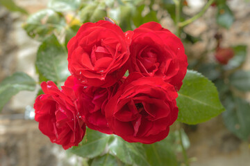 Roses rouges et rosée ...
