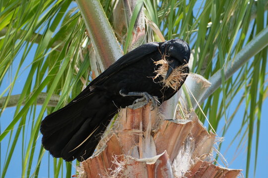 カラスの巣作り。白浜の白良浜
A crow building its nest.