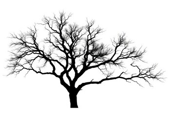Obraz premium Silhouette of a dark, leafless tree isolated on a pure white background, picture, environmental