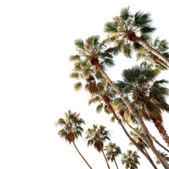 Palm trees reaching towards the sky