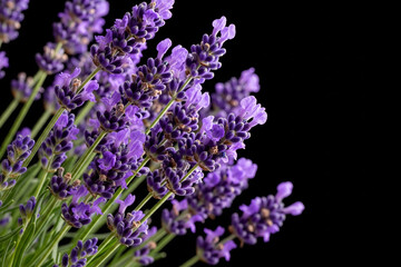 Obraz premium Lavender Blooms Against Black: Aromatic Purple Flowers in Sharp Detail