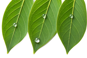 A highly detailed professional close-up photograph of three vibrant green leaves adorned with pure water droplets, isolated on a white background symbolizing nature.