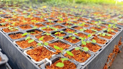 Freshly sprouted Corymbia torreliana seedlings in cocopeat-filled tubes, arranged neatly in a...