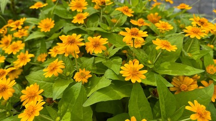 Butter Daisy or yellows of melampodium flower with green leaf. for background and copy space. 