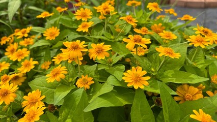 Butter Daisy or yellows of melampodium flower with green leaf. for background and copy space. 