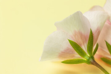 Macro view from below of a white geranium flower with pink veins. Copy space is in the yellow...