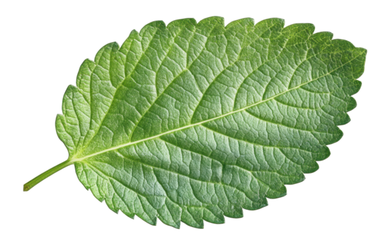 Isolated green leaf showcasing intricate vein patterns and vibrant coloration for botanical studies and natural design concepts