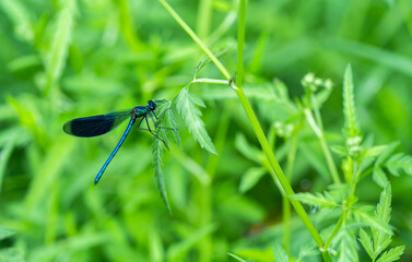 green grass background