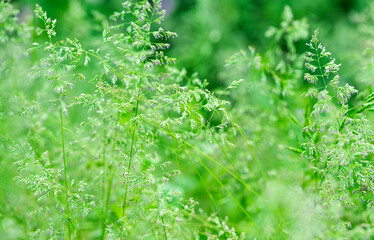 green grass background