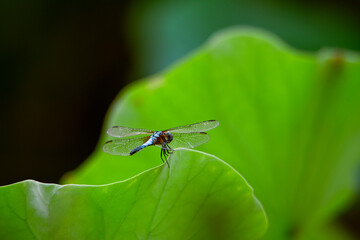 A dragonfly rests on a lotus flower