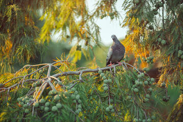 Pigeon Perched On Bald Cypress Branch In Golden Hour Forest Light