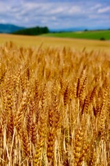 麦畑と大空（北海道・美瑛町・びえいちょう）
