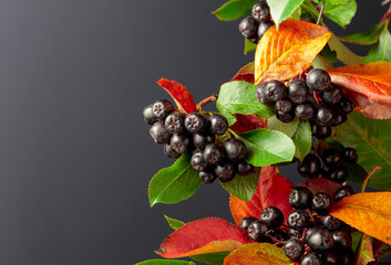 Branch of ripe chokeberry with leaves on a black background.