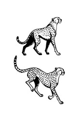 Black and White Cheetah Illustrations – Standing and Walking Poses