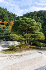 Pine tree in Ginkashadan sand garden near Ginkaku in Kyoto, Japan, with raked gravel, moss base and colorful forested hillside in soft daylight