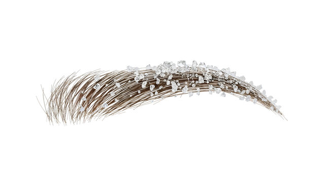 Elegant curved eyebrow with crystal accents on brown hairs isolated on the transparent background for beauty and fashion concepts