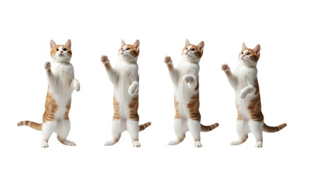 Four cats standing on their hind legs, isolated on transparent background.

