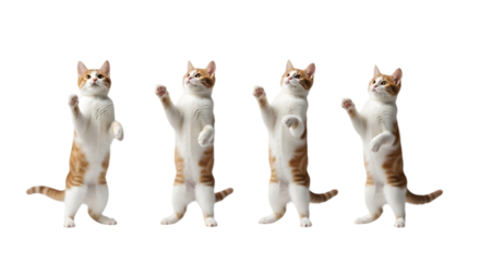Four cats standing on their hind legs, isolated on transparent background.

