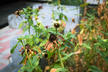 Small Plants Withering Under Harsh Sunlight on a Hot Summer Day. Dry and Wilted Young Plants Struggling in Extreme Heat. Parched Seedlings on Cracked Soil in the Scorching Sun. Plants Dry Hot Weather