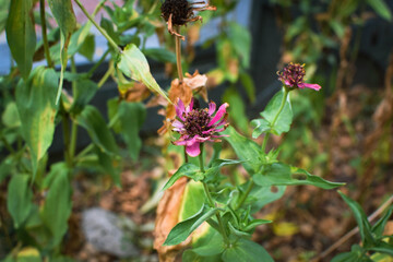 Small Plants Withering Under Harsh Sunlight on a Hot Summer Day. Dry and Wilted Young Plants Struggling in Extreme Heat. Parched Seedlings on Cracked Soil in the Scorching Sun. Plants Dry Hot Weather