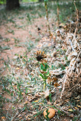 Small Plants Withering Under Harsh Sunlight on a Hot Summer Day. Dry and Wilted Young Plants Struggling in Extreme Heat. Parched Seedlings on Cracked Soil in the Scorching Sun. Plants Dry Hot Weather