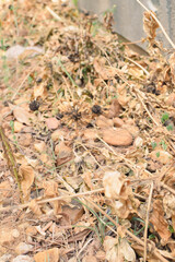 Small Plants Withering Under Harsh Sunlight on a Hot Summer Day. Dry and Wilted Young Plants Struggling in Extreme Heat. Parched Seedlings on Cracked Soil in the Scorching Sun. Plants Dry Hot Weather