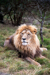 Close-up of African lion resting in the savanna, Eastern Cape