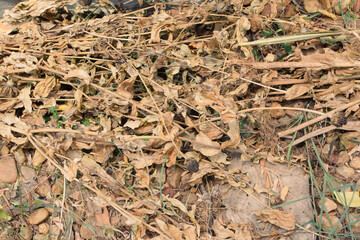 Small Plants Withering Under Harsh Sunlight on a Hot Summer Day. Dry and Wilted Young Plants Struggling in Extreme Heat. Parched Seedlings on Cracked Soil in the Scorching Sun. Plants Dry Hot Weather