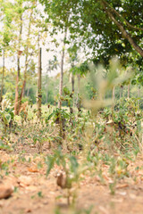 Small Plants Withering Under Harsh Sunlight on a Hot Summer Day. Dry and Wilted Young Plants Struggling in Extreme Heat. Parched Seedlings on Cracked Soil in the Scorching Sun. Plants Dry Hot Weather
