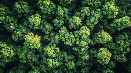 Naklejka premium Aerial view of dense green forest canopy with vibrant foliage and varying shades of green under natural sunlight