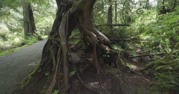 Going through the Inside Of a Tree in Oswald West Forrest