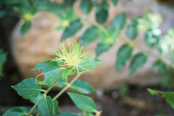 Small Plants Withering Under Harsh Sunlight on a Hot Summer Day. Dry and Wilted Young Plants Struggling in Extreme Heat. Parched Seedlings on Cracked Soil in the Scorching Sun. Plants Dry Hot Weather