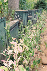 Small Plants Withering Under Harsh Sunlight on a Hot Summer Day. Dry and Wilted Young Plants Struggling in Extreme Heat. Parched Seedlings on Cracked Soil in the Scorching Sun. Plants Dry Hot Weather