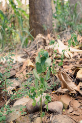 Small Plants Withering Under Harsh Sunlight on a Hot Summer Day. Dry and Wilted Young Plants Struggling in Extreme Heat. Parched Seedlings on Cracked Soil in the Scorching Sun. Plants Dry Hot Weather
