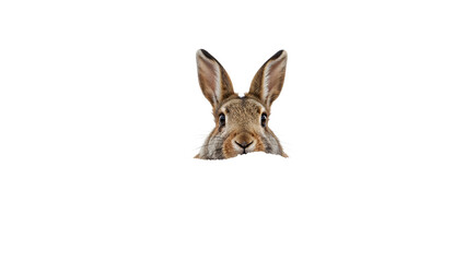 Obraz premium Curious rabbit peeking out isolated on the transparent background, cute bunny head with big ears, spring easter concept, animal curiosity minimalist