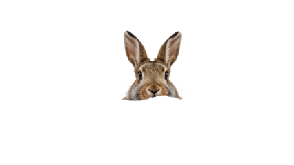 Curious rabbit peeking out isolated on the transparent background, cute bunny head with big ears, spring easter concept, animal curiosity minimalist