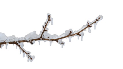 Winter branch covered with melting ice isolated on the transparent background, nature frost detail, seasonal freeze and weather concept