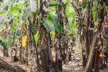 Small Plants Withering Under Harsh Sunlight on a Hot Summer Day. Dry and Wilted Young Plants Struggling in Extreme Heat. Parched Seedlings on Cracked Soil in the Scorching Sun. Plants Dry Hot Weather