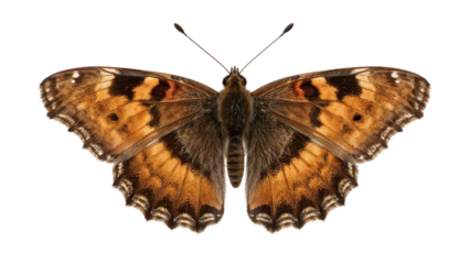 Closeup of a brown butterfly with spread wings on the transparent background, detailed patterns, insect, nature, wildlife, macro, entomology, symmetry